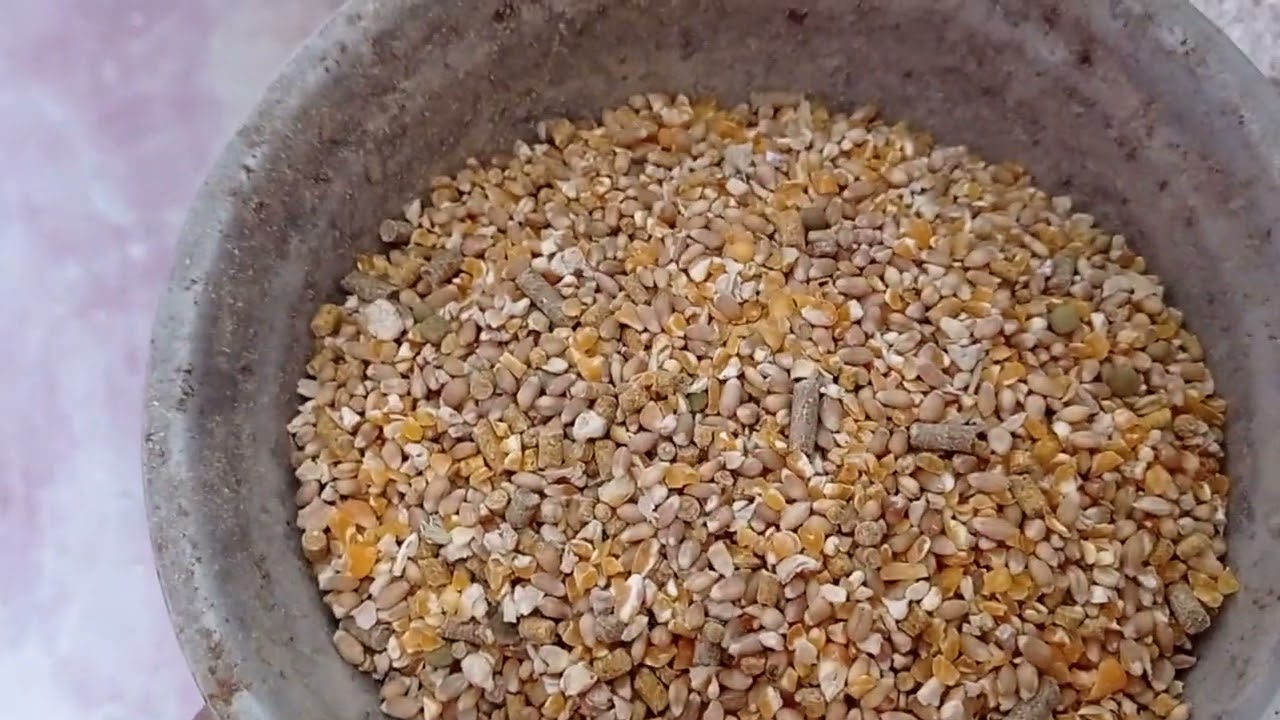 como alimentar mis patitos recién nacidos.