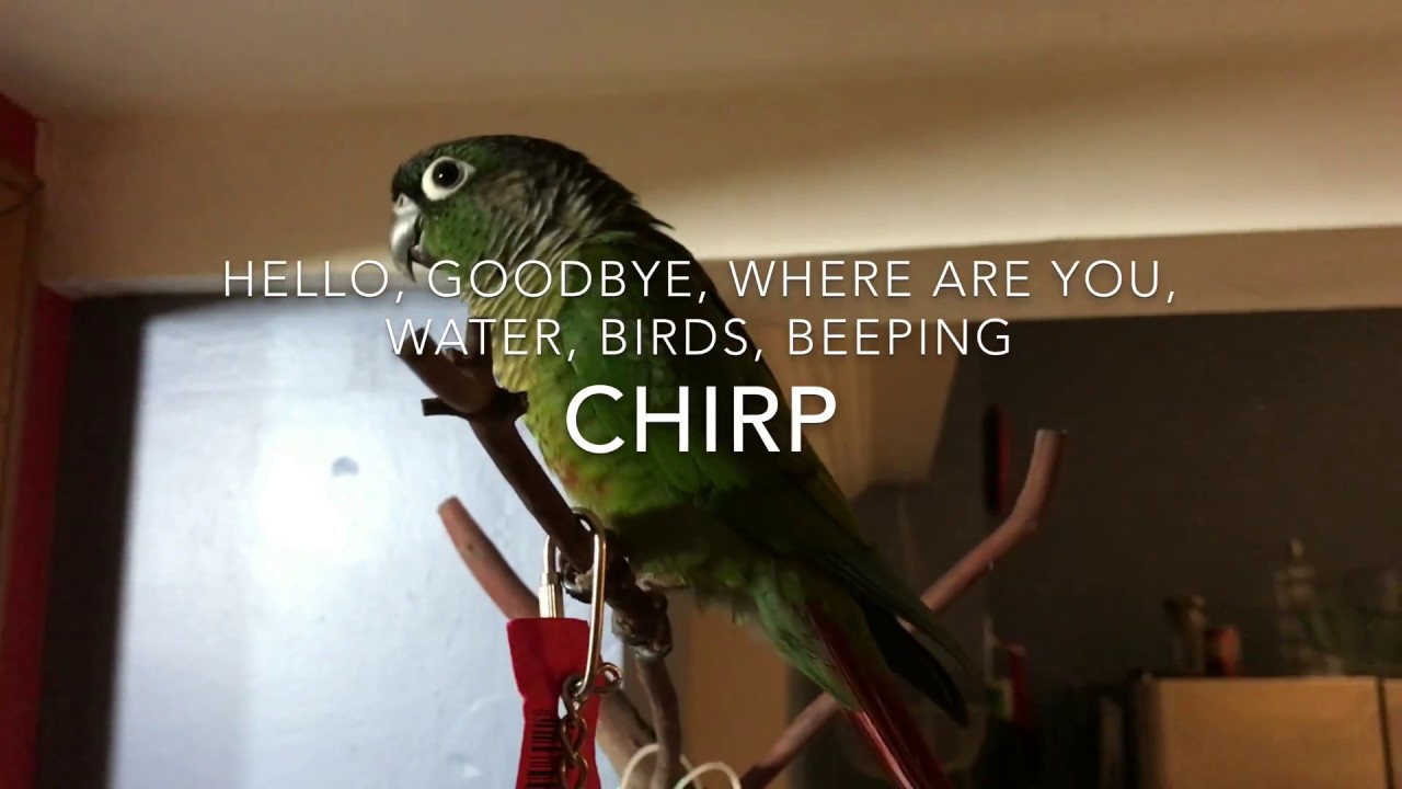 Guide to Green Cheek Conure Behavior