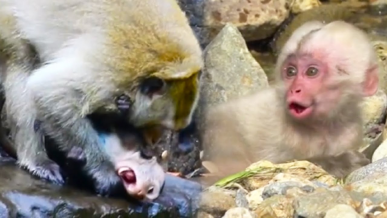 The baby monkeys cried loudly calling for their mother because they were bullied by the bad monkey