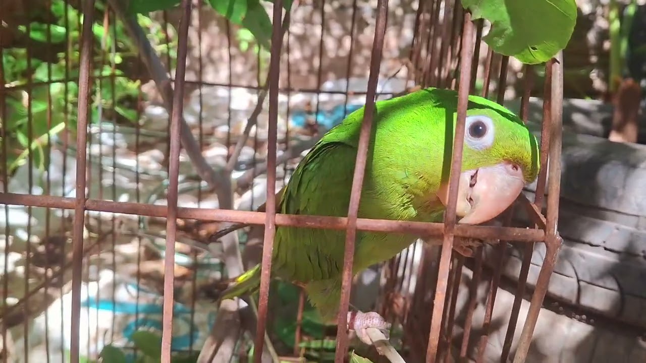 Pepe_lorito (Video oficial) mar 10 de marzo 