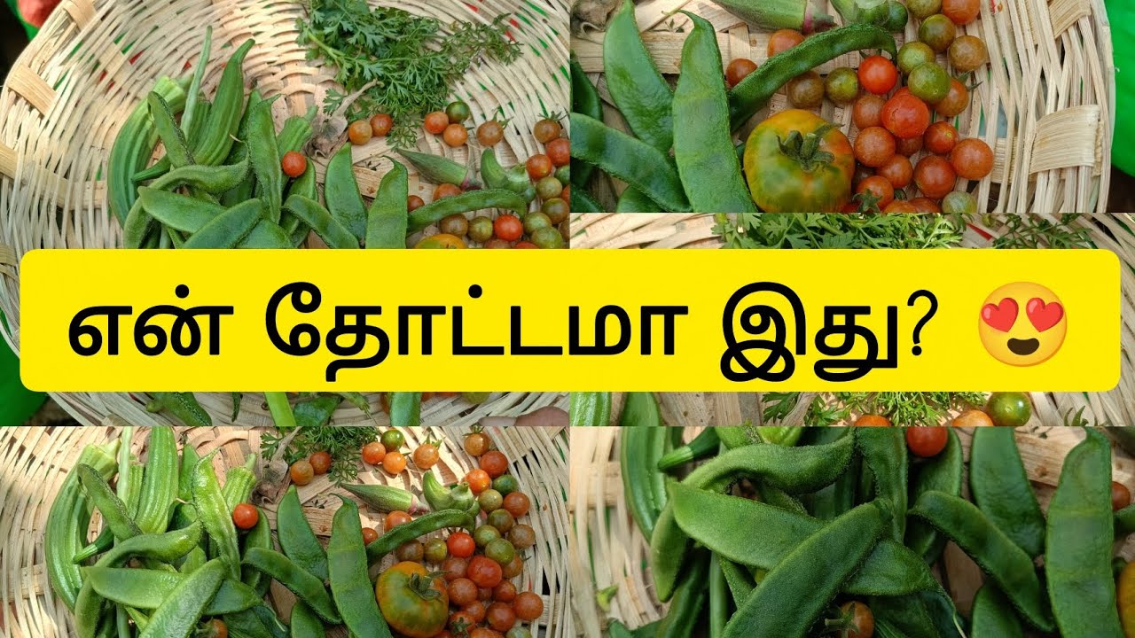 👉 சிறிய வீட்டுத் தோட்டத்தில் இவ்வளவு கலப்பு காய்கறிகளா? 😲|harvest Today #trending #harvestvegetable