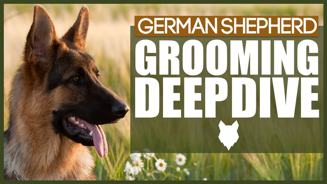 GERMAN SHEPHERD GROOMING DEEPDIVE