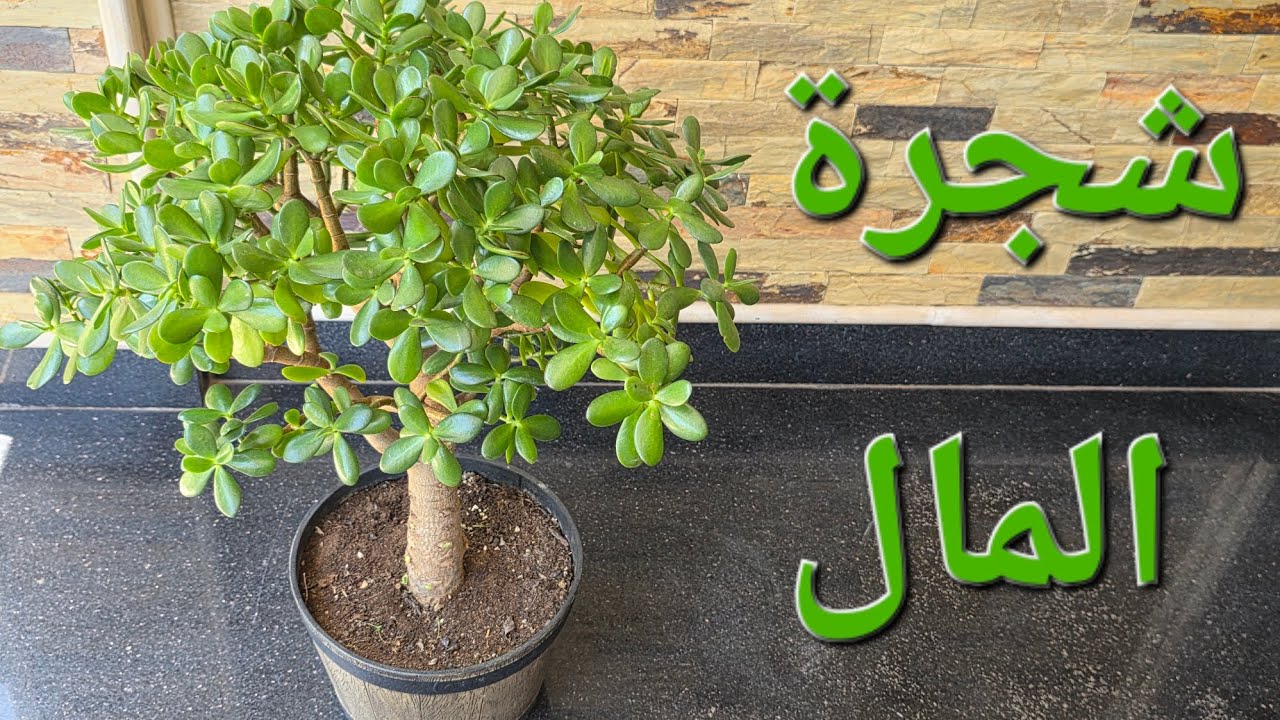 كيفاش حولت الكراسولا أوفاتا من نبتة عادية إلى شجيرة جميلة 🌳