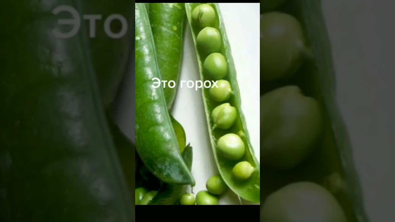 ты мох ты горох или лох ха