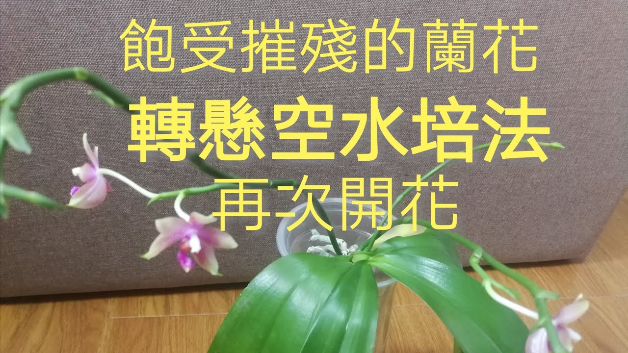 蘭花，飽受摧殘，轉懸空水培，再次開花24/4/2020