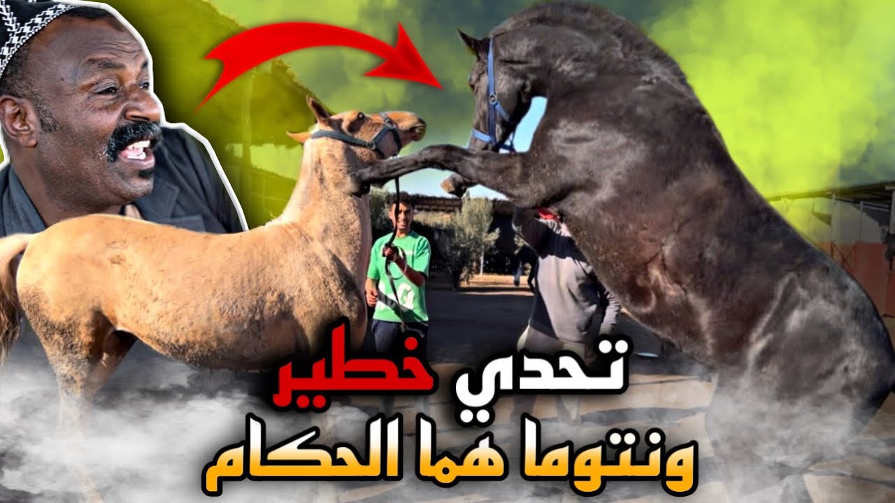 تحدي شيق بين بدريس و أشرف قيصر فمسابقة الجمال .ليخسر يخلص زردة😱ونتوما هما الحكام ولكن حكموا بالحق..