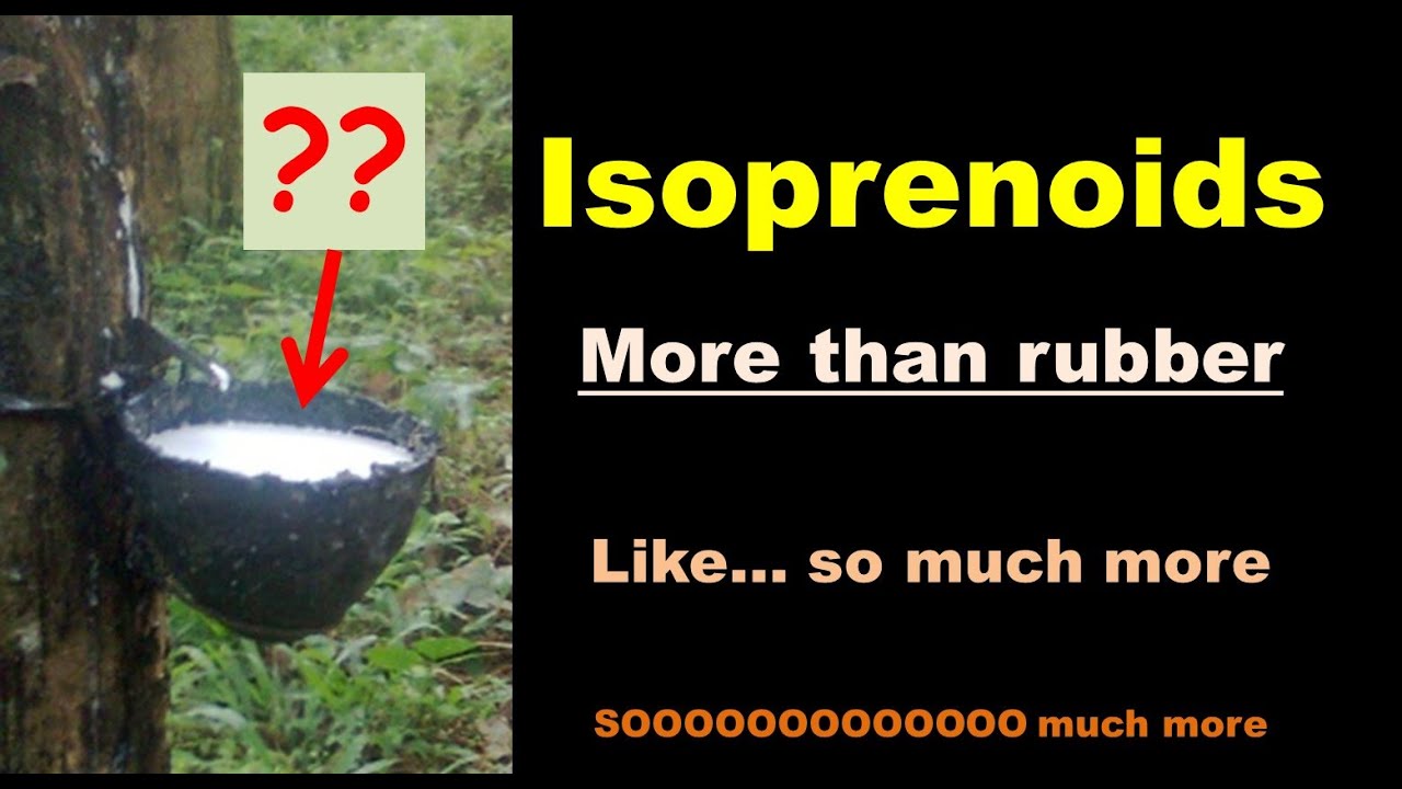Why do trees make rubber? - - Isoprenoids in Plants - -