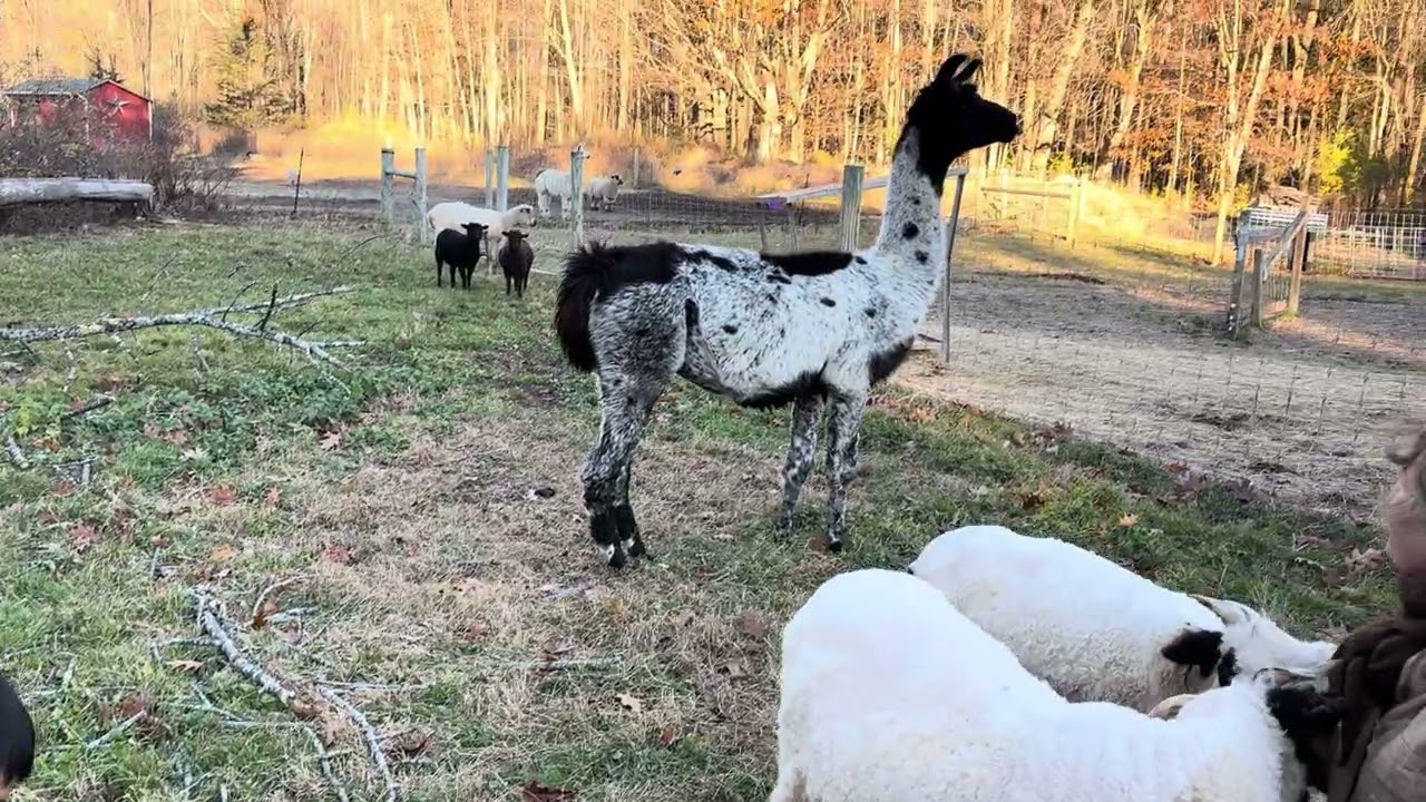Wings and Prayer Farm