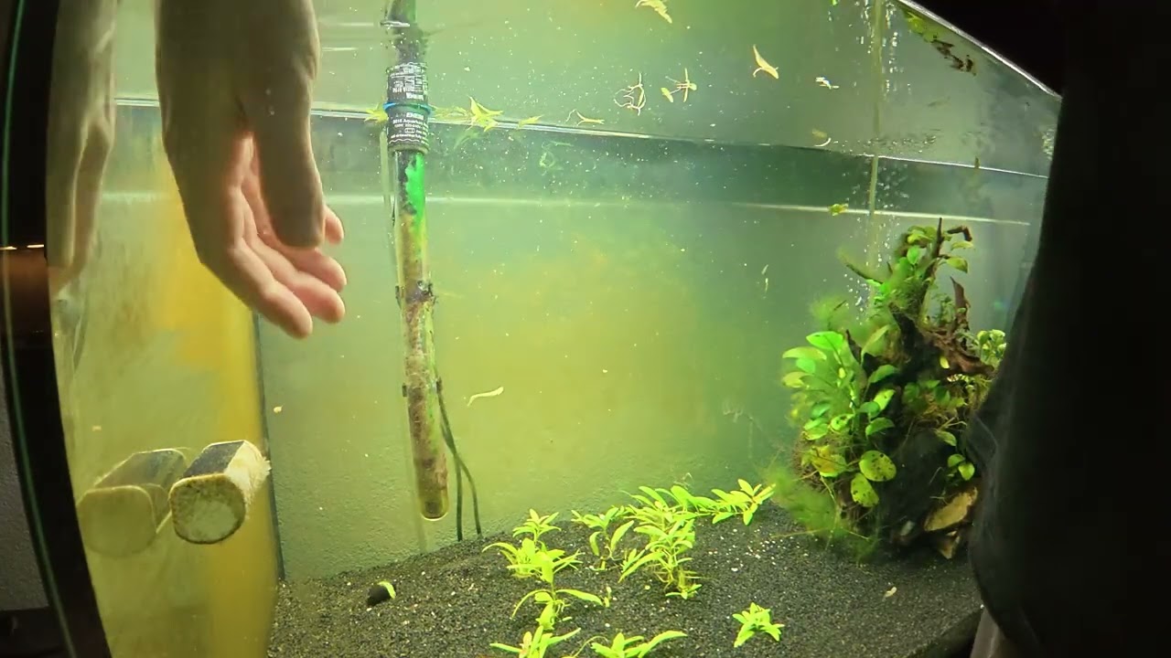 HUJETA TANK // Neue Pflanzen // Vallisneria Australis Gigantea