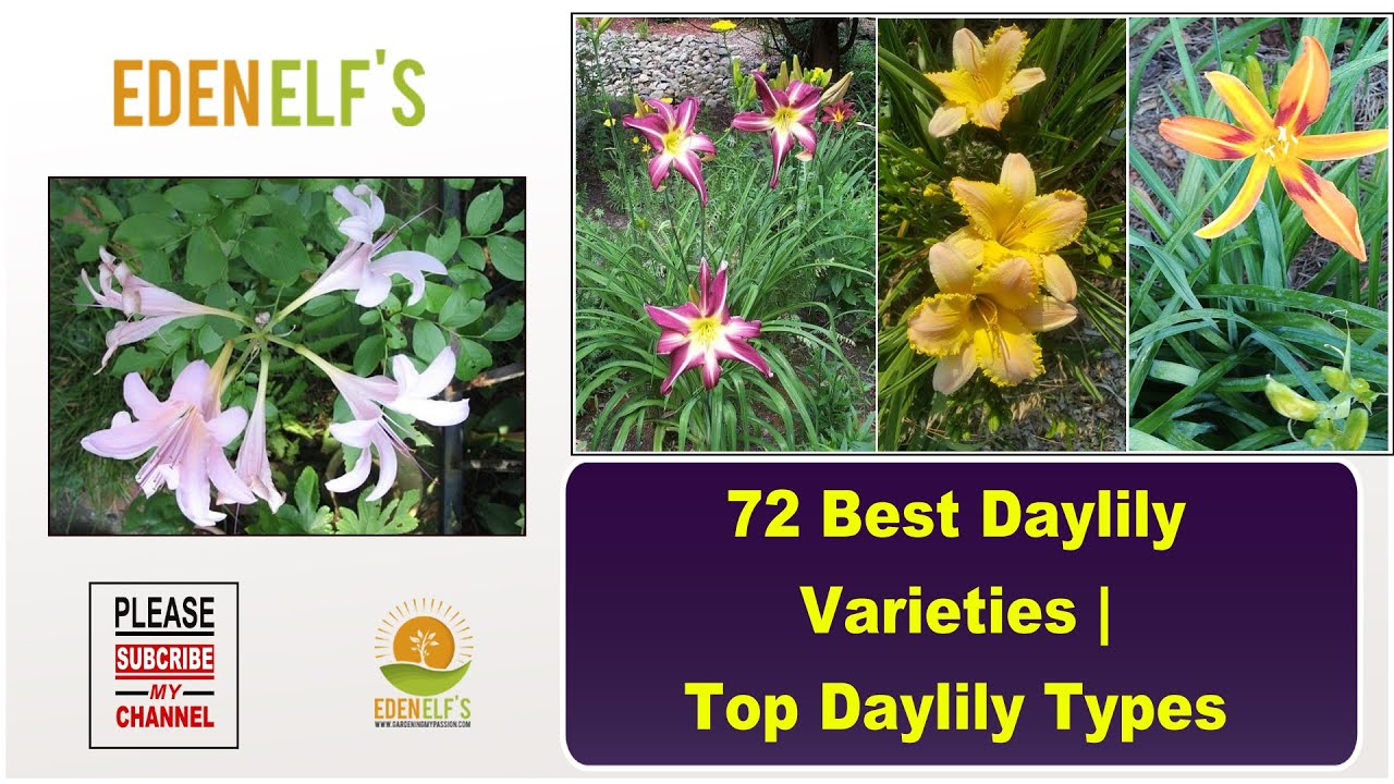 72 Best Daylily Varieties Top Daylily Types #garden #houseplants