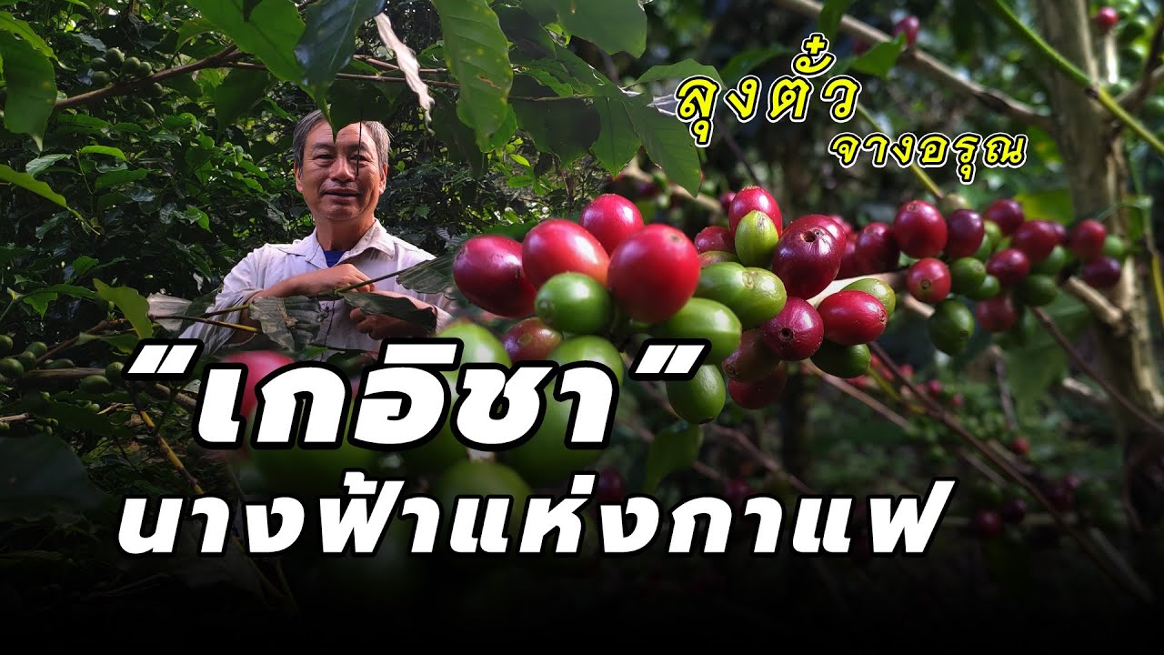 ลุยสวน “เกอิชา” นางฟ้าแห่งกาแฟ สวนลับของลุงตั๋ว จางอรุณ เจ้าของ Honey Process Rank 9 (2022)