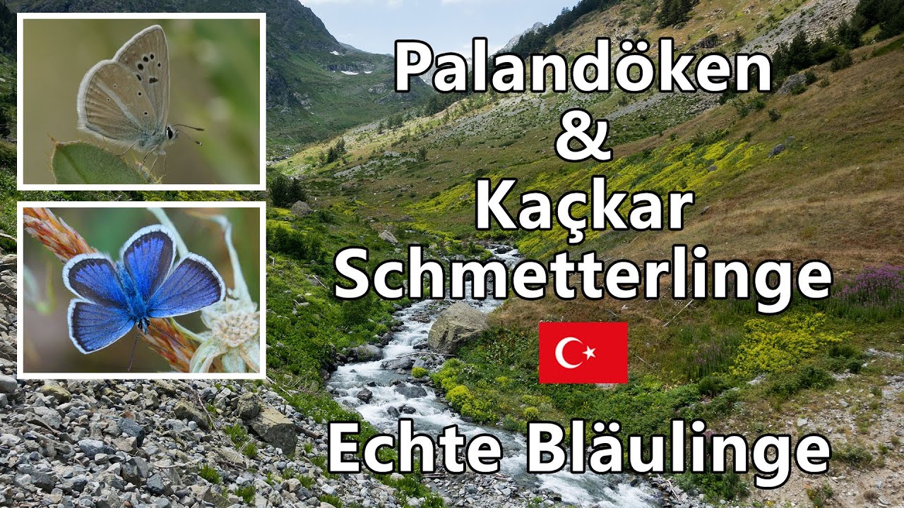 Palandöken & Kaçkar Schmetterlinge: Echte Bläulinge (Polyommatinae)