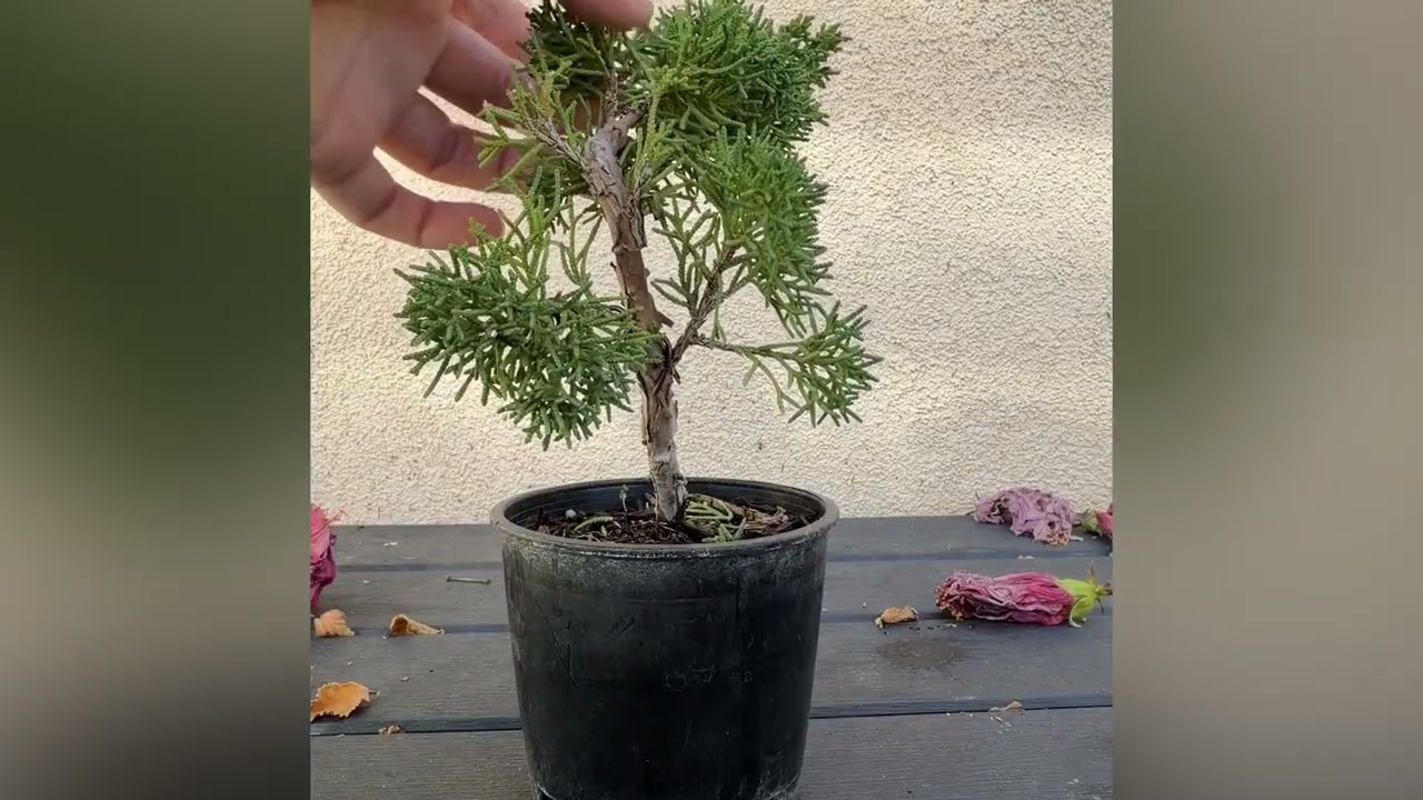 Shimpaku Juniper Bonsai (Learning)