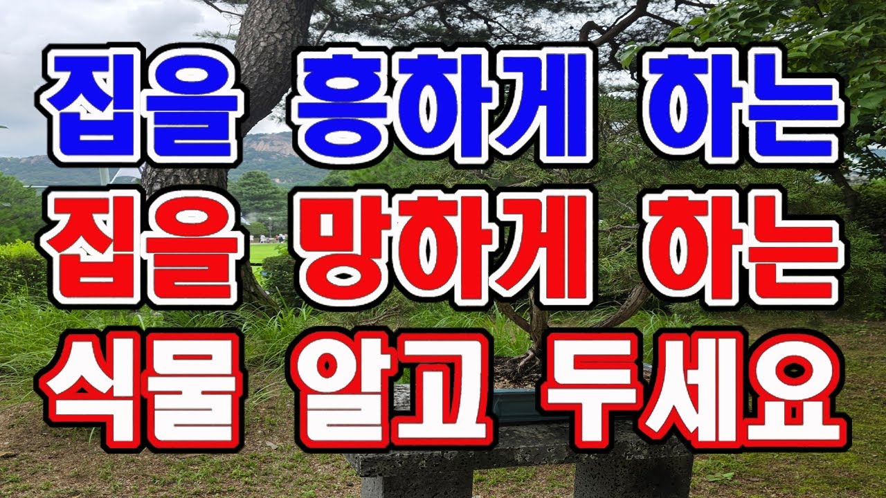 집을 망하게 하는 식물 절대 두지 마세요. 꼭 이 식물만 두세요.