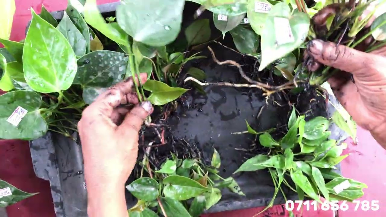 Thunderbird, Melodia, Jade White ඇතුළු දුර්ලභ වර්ග සහිත Packages | Anthurium Plants 0711656785