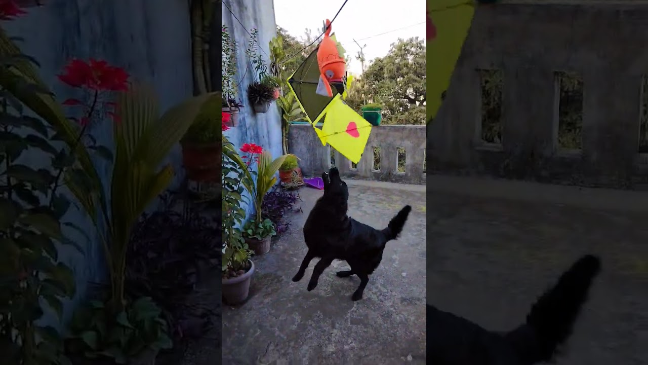 #kiteflying