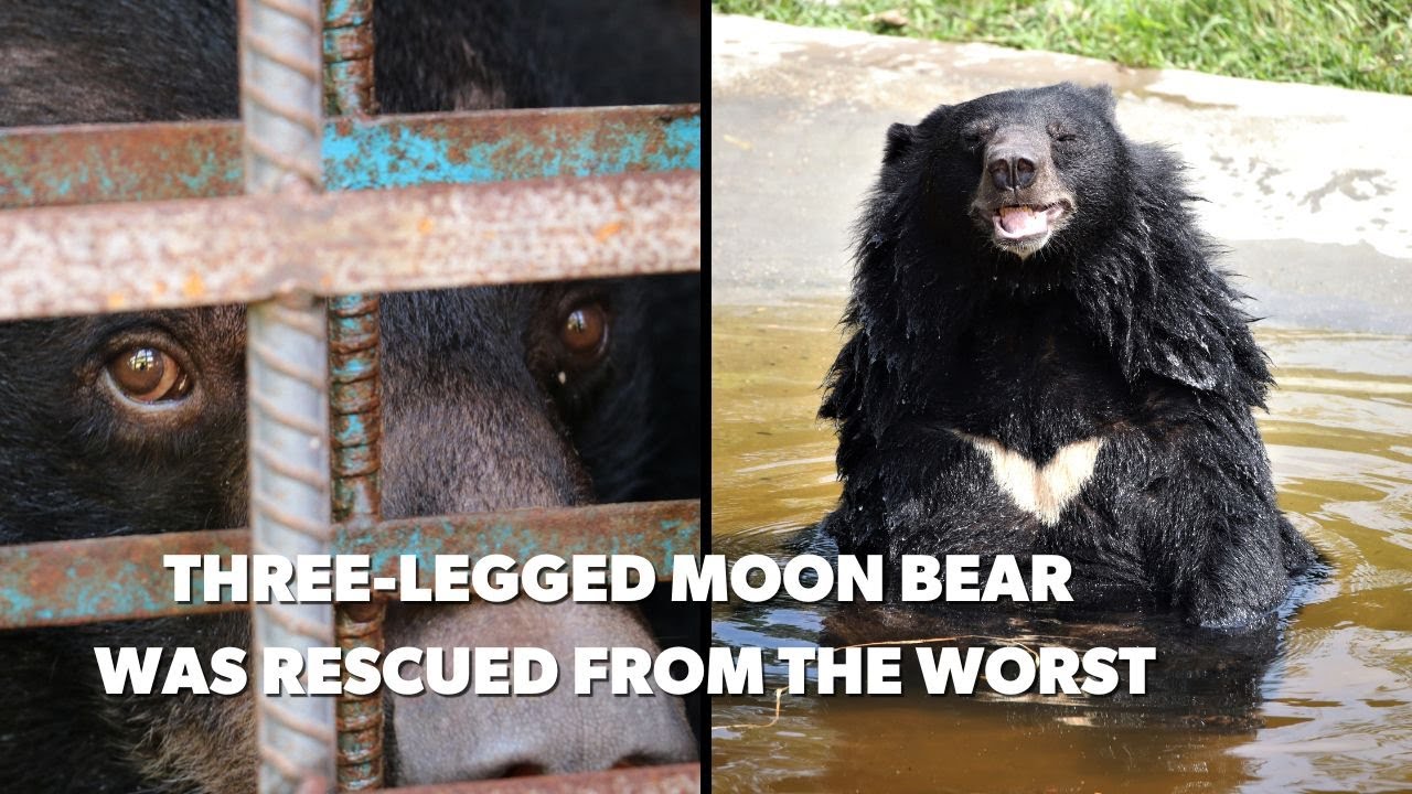 Three-legged Moon Bear Was Rescued From The Worst