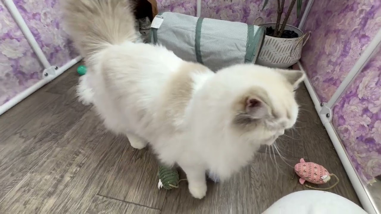 Kia 🩵 Seal Lynx Bicolor Ragdoll Kitten