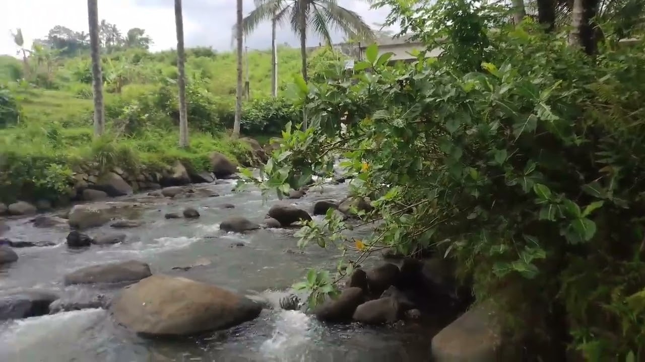 Babon ikan nilem di rilis ke lubuk sungai Salam lestari 