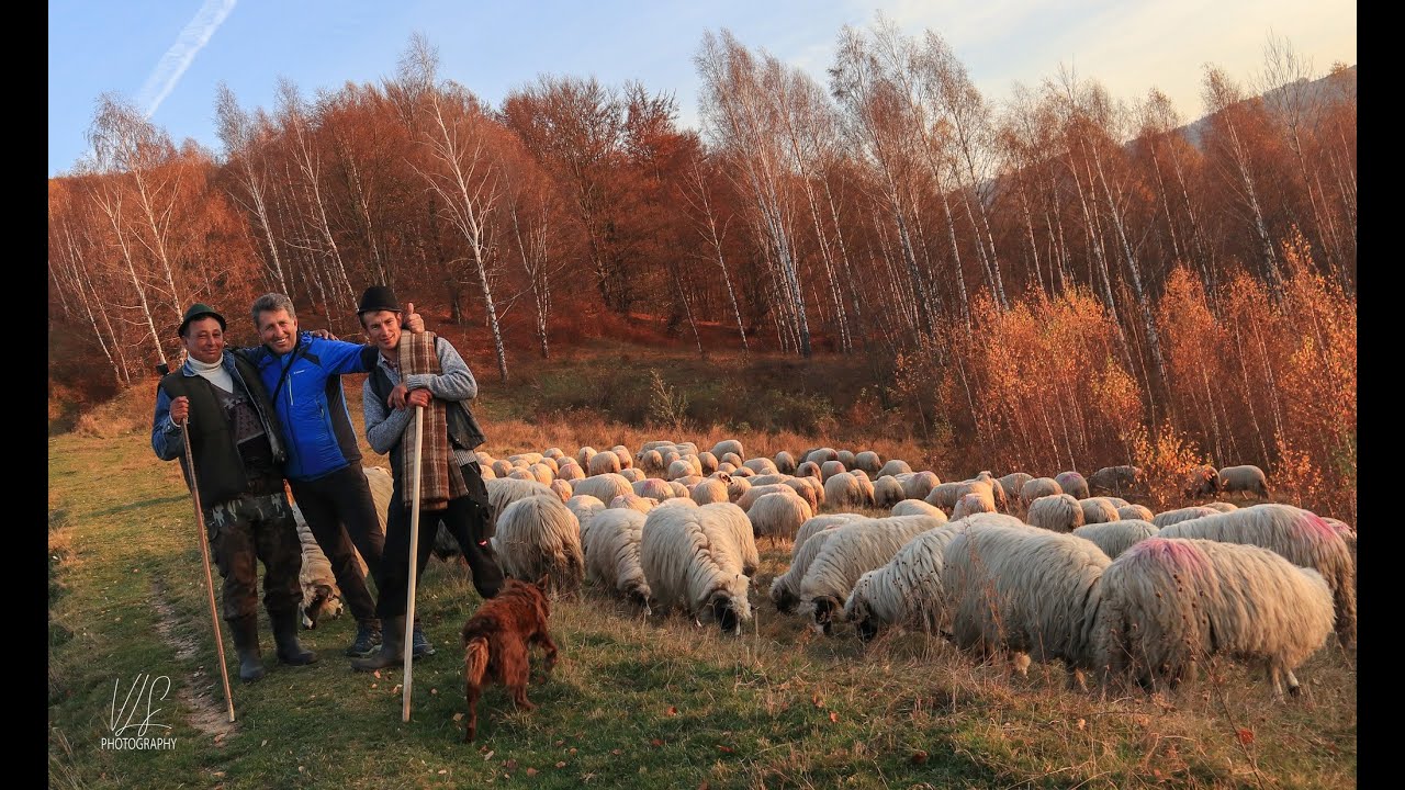 COBORATUL OILOR DE LA MUNTE DIN MUNCELUL JIETULUI! CU BACII CIC IONICA SI LOGASCU FLORIN !