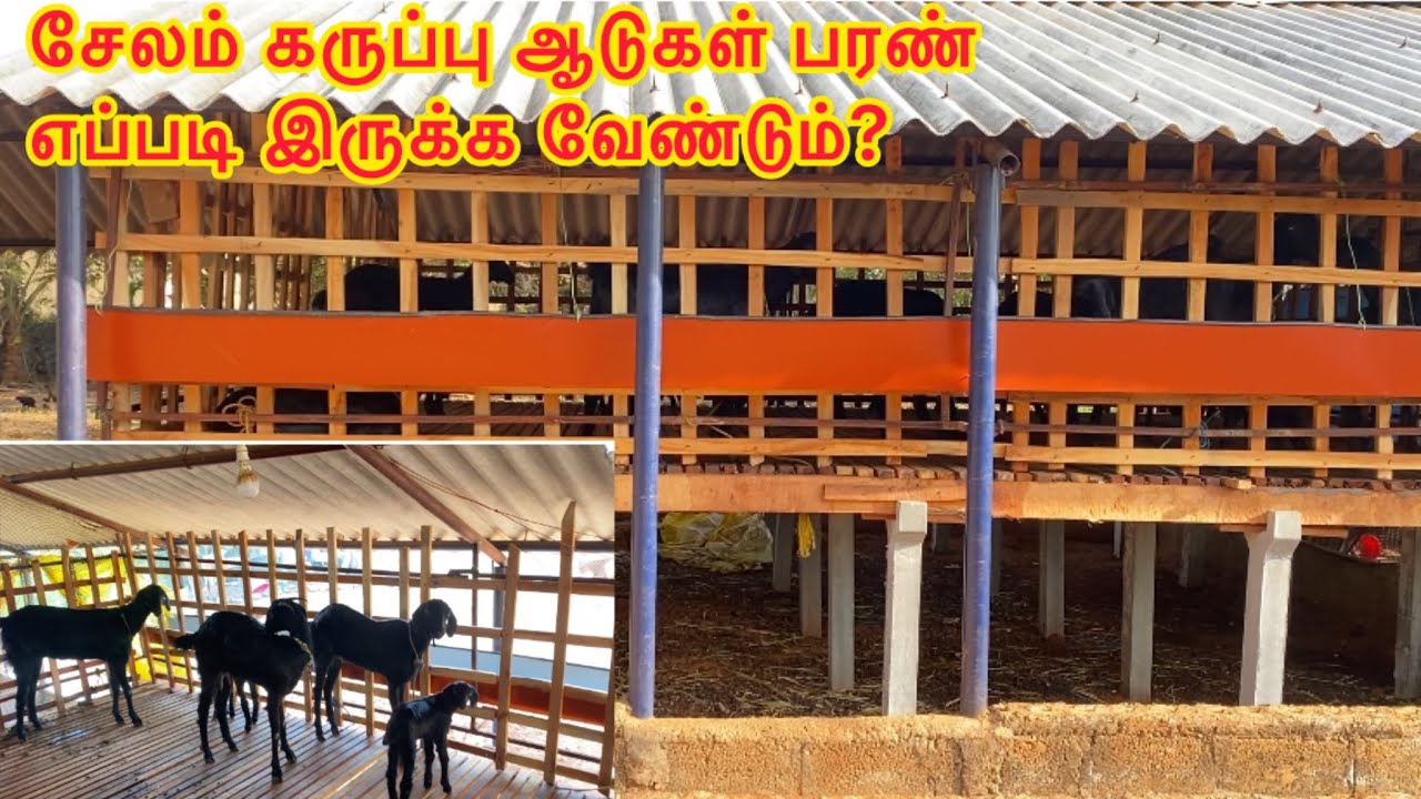 சேலம் கருப்பு ஆடு போன்ற நாட்டு ஆடுகளுக்கு பரண் எப்படி இருக்க வேண்டும் தெரியுமா? 