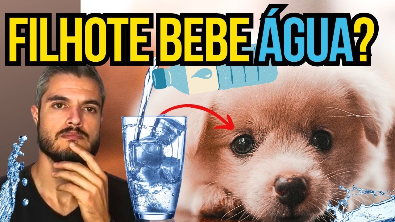 CACHORRO FILHOTE NÃO BEBE ÁGUA QUANDO DAR LIQUIDOS P/ CÃES NOVOS DESMAMANDO COME PAPINHA SEM LEITE