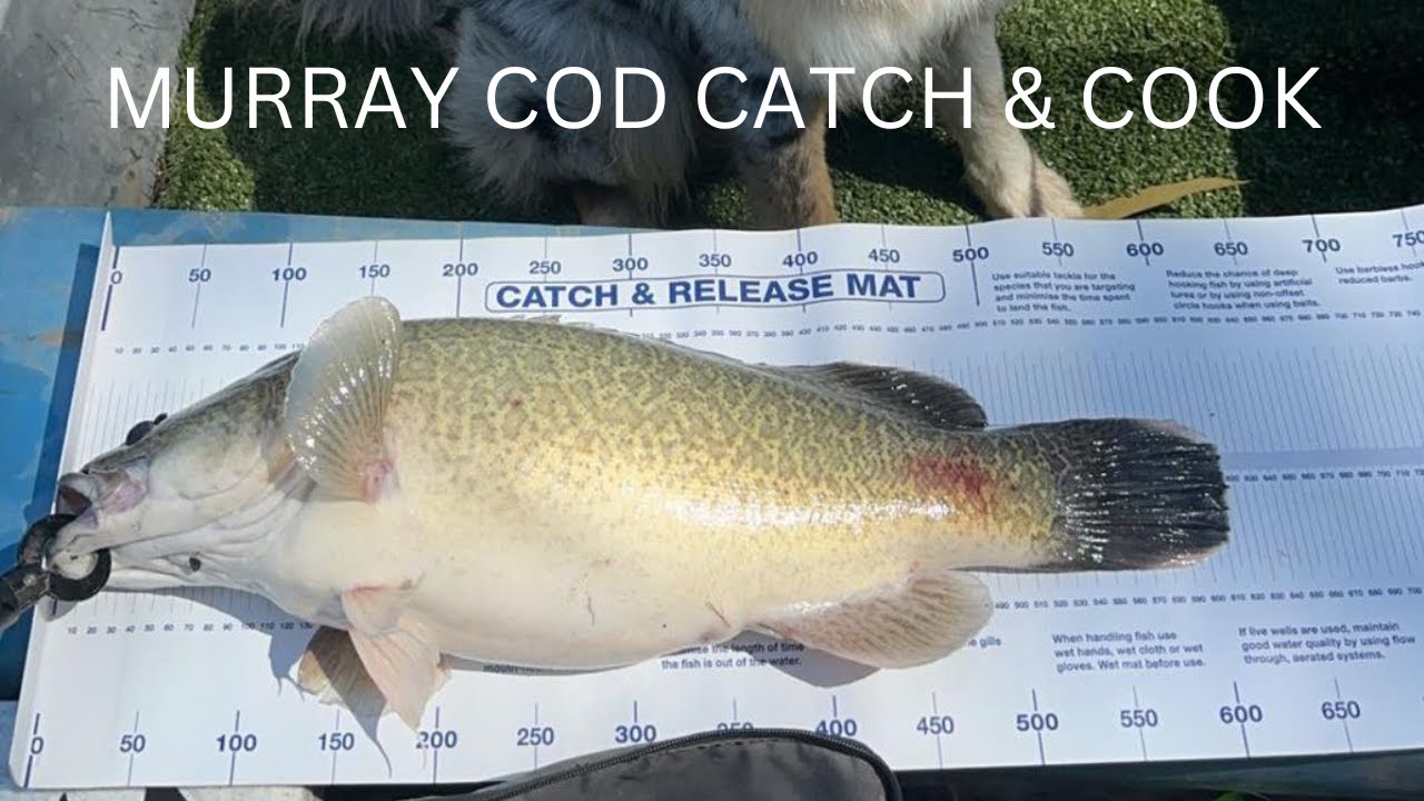 Murrumbidgee BOAT camping / Murray COD catch & cook!