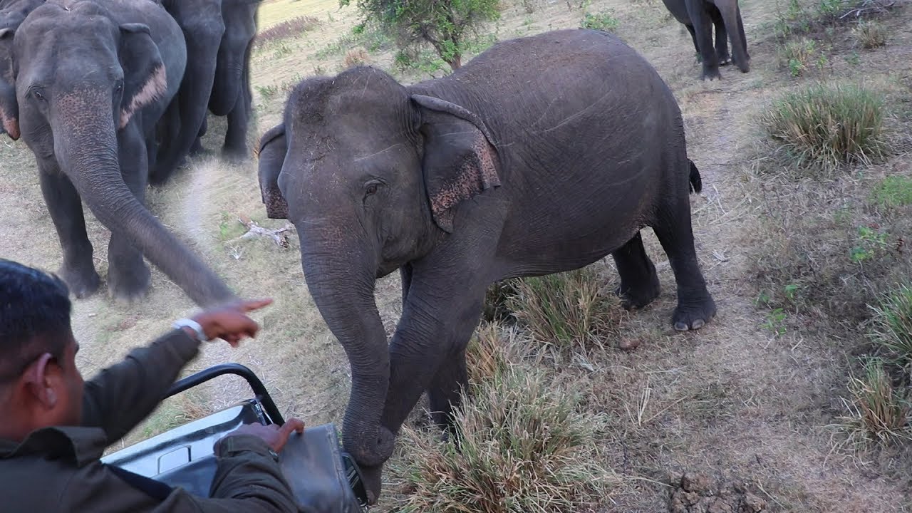 Our safari jeep was surrounded by a herd of elephants !