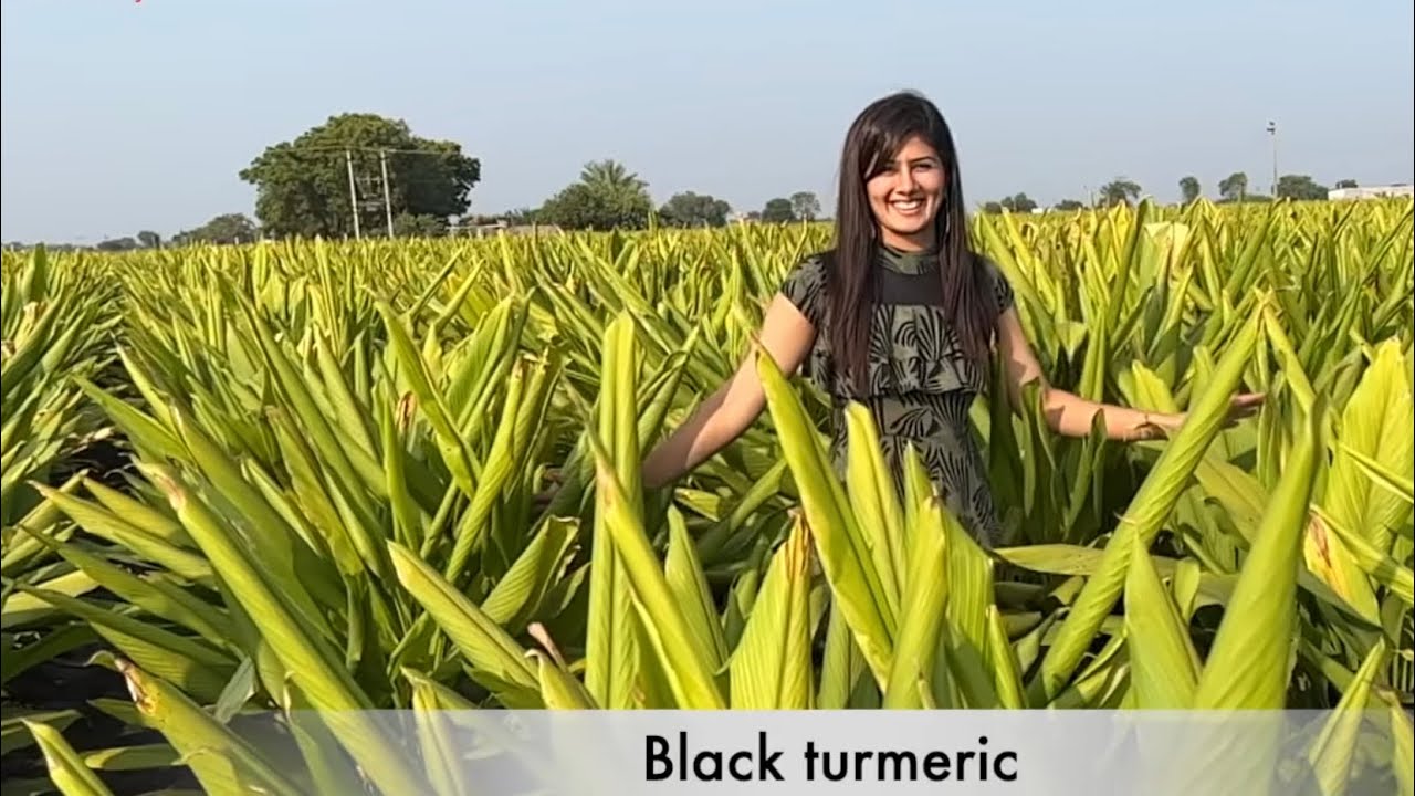 Kya apne pehle kabhi black turmeric ki kheti dekhi hai..