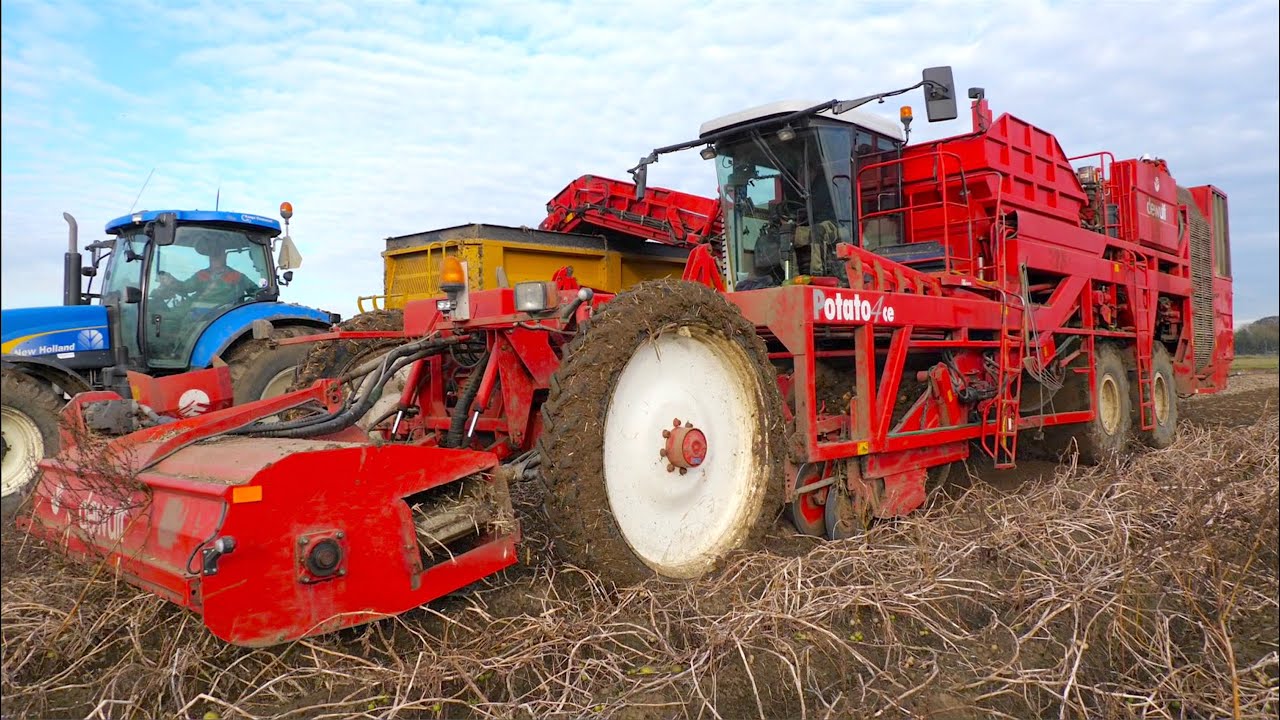 Potato Harvest | 2004 Dewulf Potato4CE [Force] | Only 3 built | Lakwijk Agro