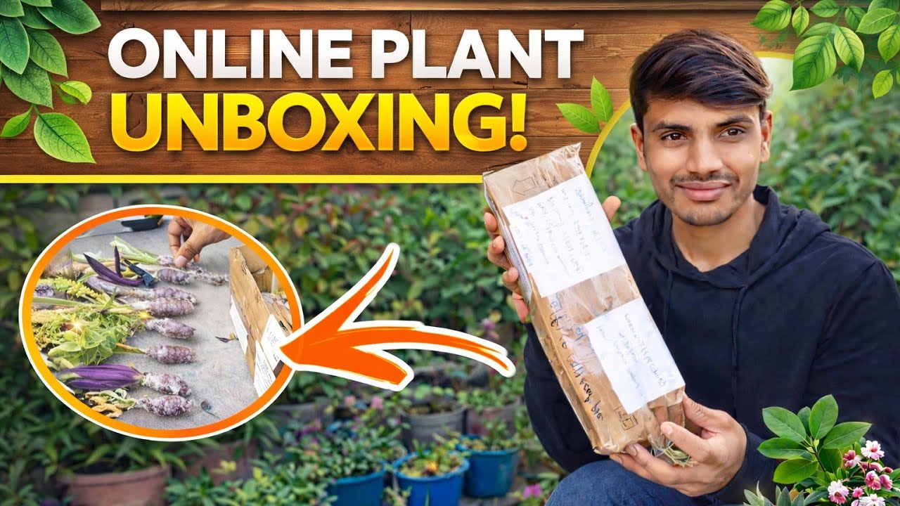 Online Plant Unboxing 📦📦 महाराष्ट्र से आये खूबसूरत पौधे Aman Terrace Garden 📦🌿☘️🪴