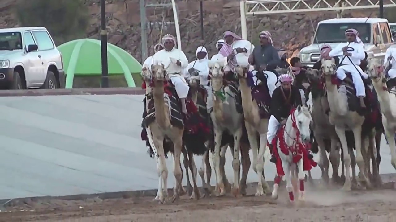 مشاركة هجن بني عطية و الحويطات في مهرجان نبق وحبق في الديسة