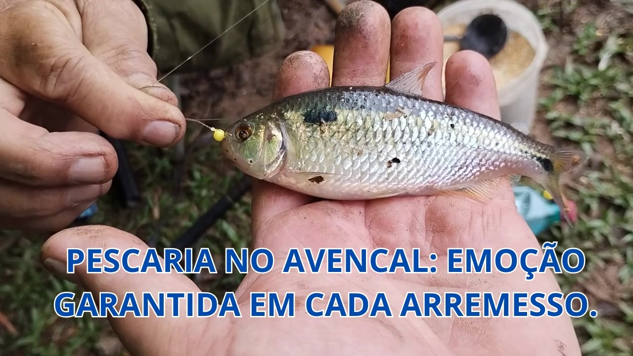 A Melhor Pescaria de Lambari no Rio Miringuava em 2025