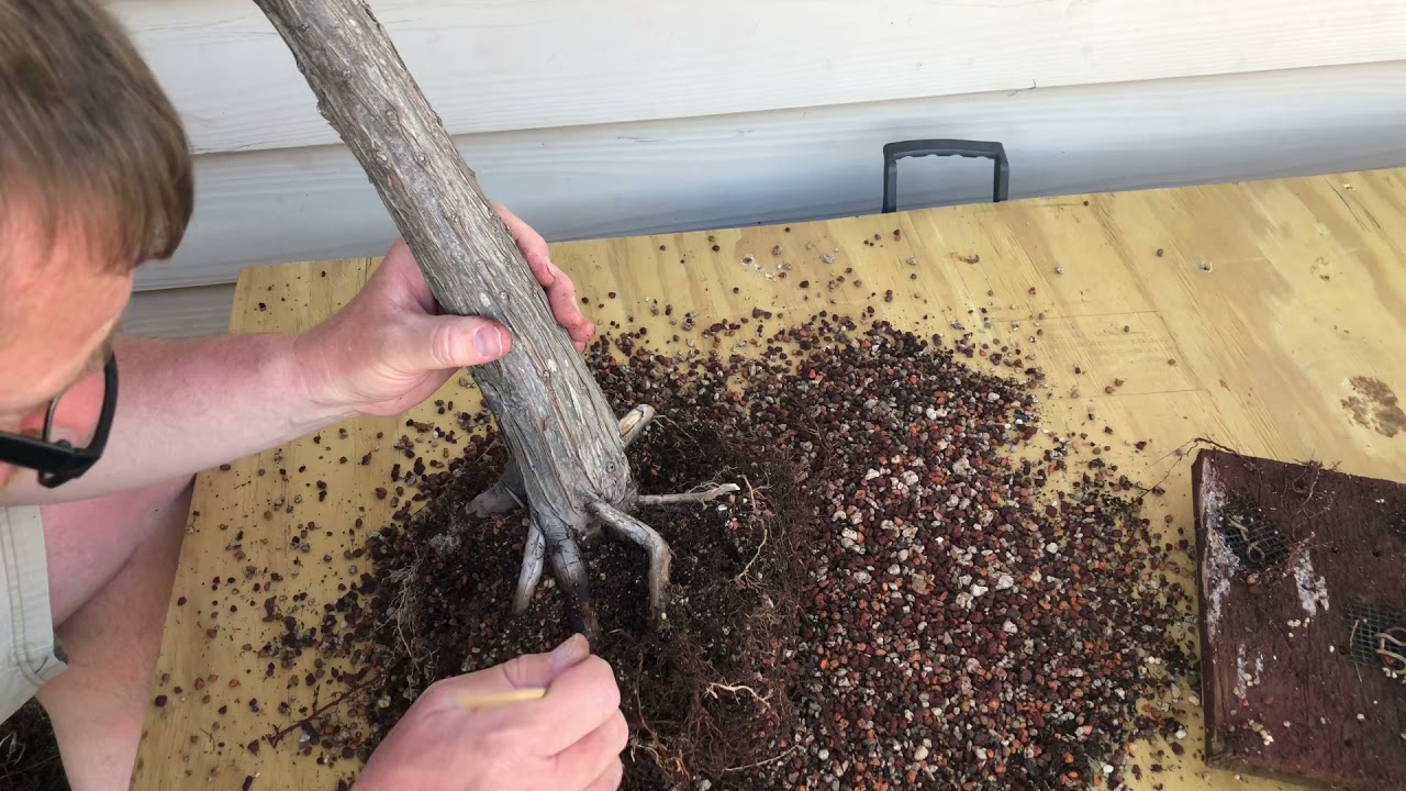 First Bald Cypress Re-potting of the Spring