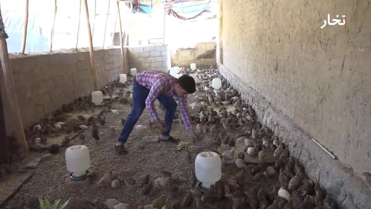 گزارش بودنه
