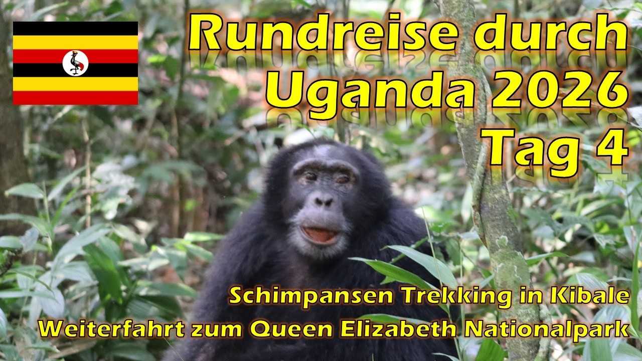 2026 Urlaub Uganda Tag 4 Schimpansen Trekking in Kibale