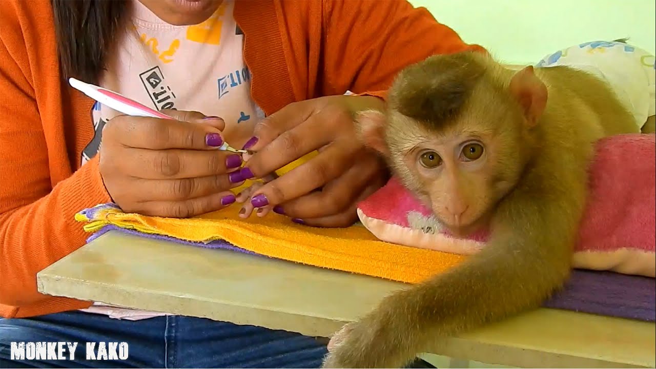 Clever Monkey!! Monkey Kako Comfortable And Sleep Well When Mother Clean His Nails