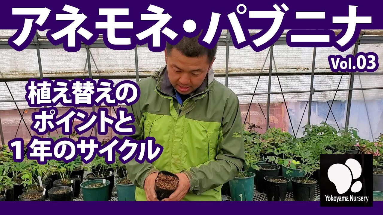 アネモネ・パブニナ (3)　植え替えのポイントと1年のサイクル　◆横山園芸 公式◆【2021】