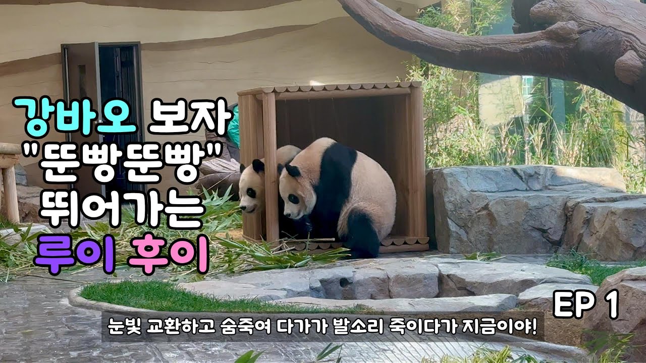 251231_강바오 보고 