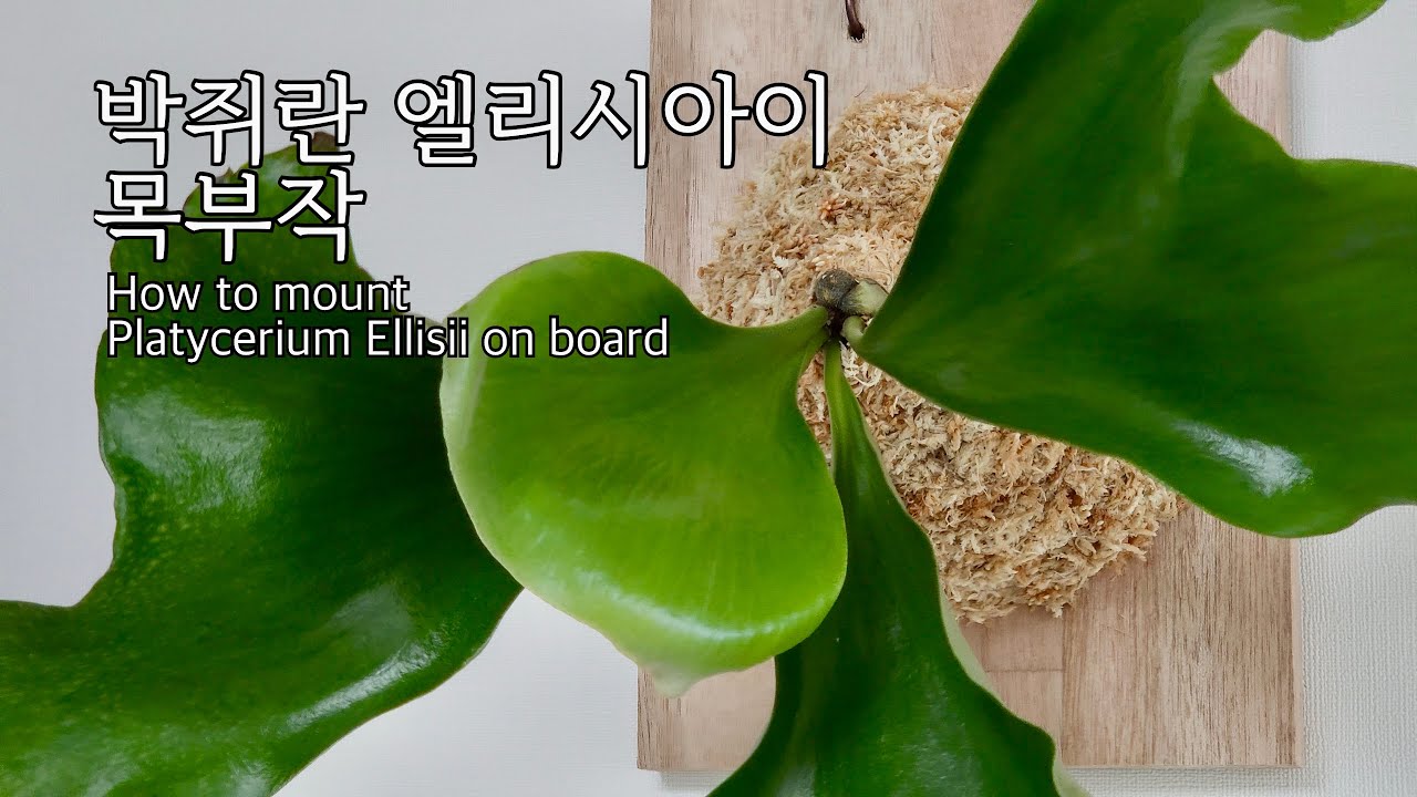 박쥐란 엘리시아이 목부작 l How to mount Platycerium Ellisii on board