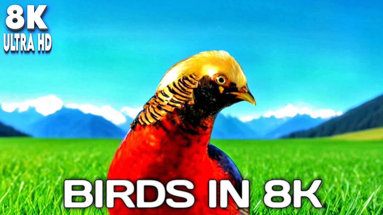 THE MOST ELUSIVE BIRDS IN 8K ULTRA HD |#ElusiveBirds #8KUltraHD
