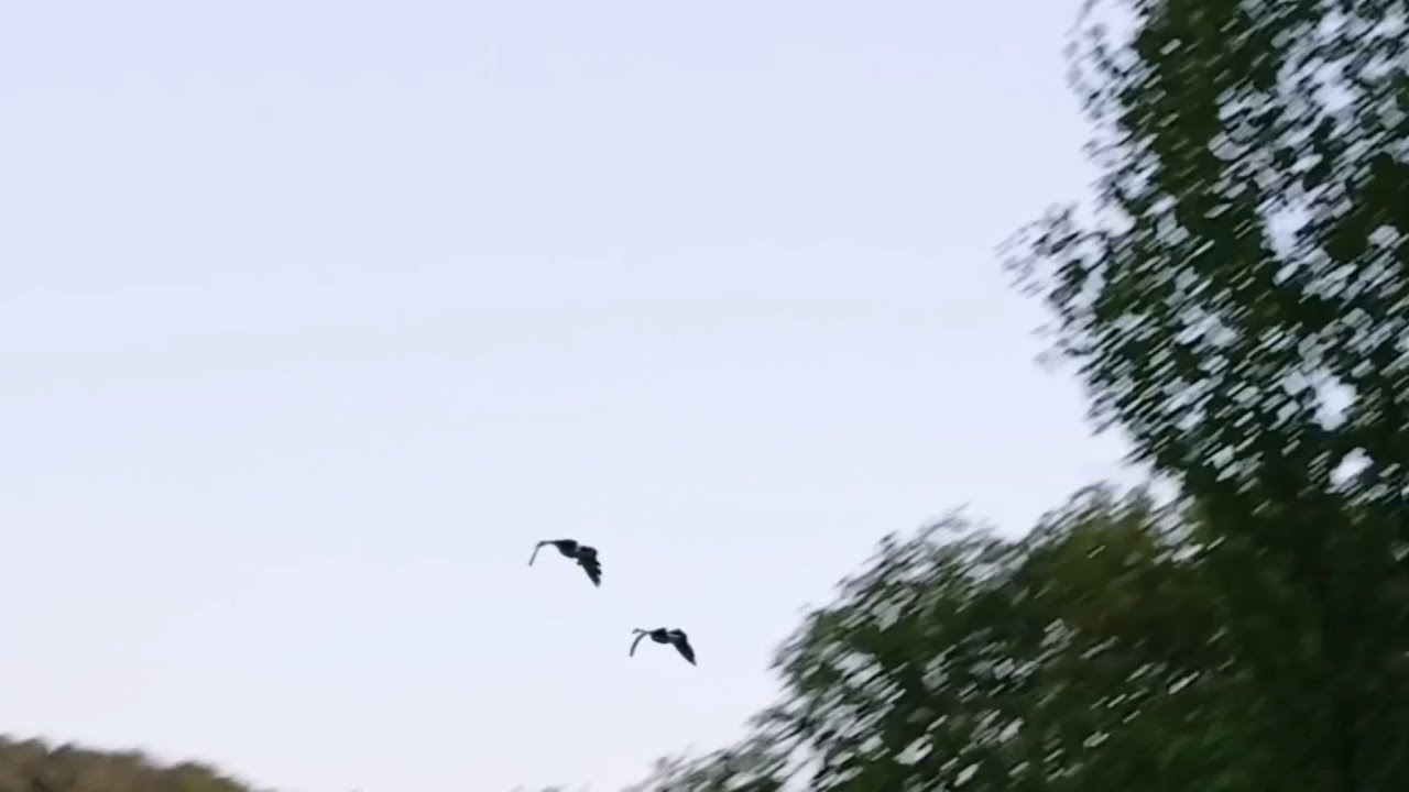 Canada Geese come down for a landing in the water 