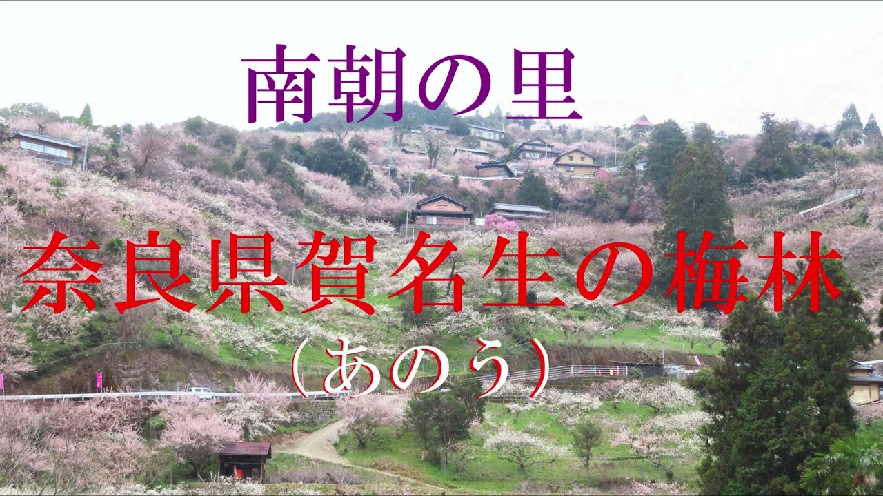 賀名生の梅の花       #梅の花　　＃奈良