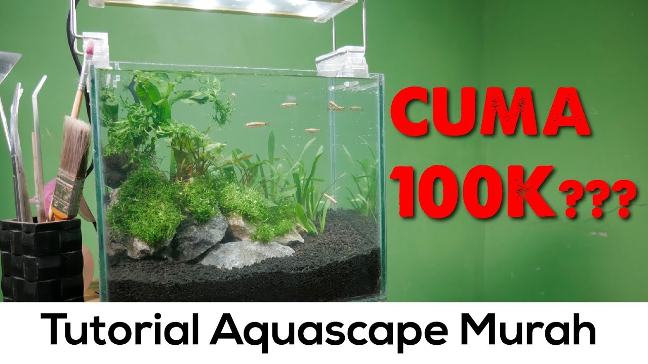 Aquascape rimbun tanpa bikin dompet gersang (Tutorial Aquascape 30cm Natural) Pojok tutorial #2