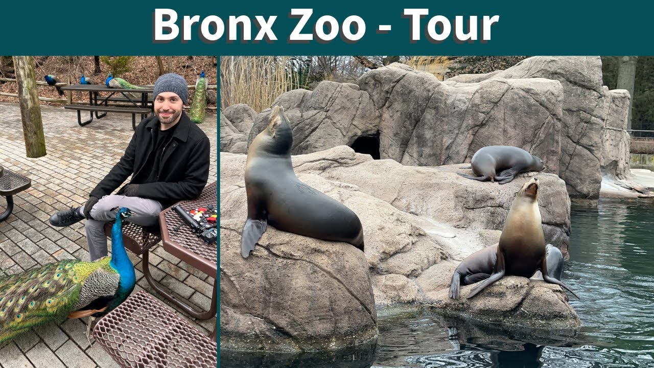 Bronx Zoo Tour (4K)