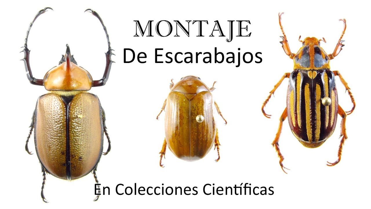 TUTORIAL - Montaje de escarabajos | Adultos, alas metatorácicas y genitalia