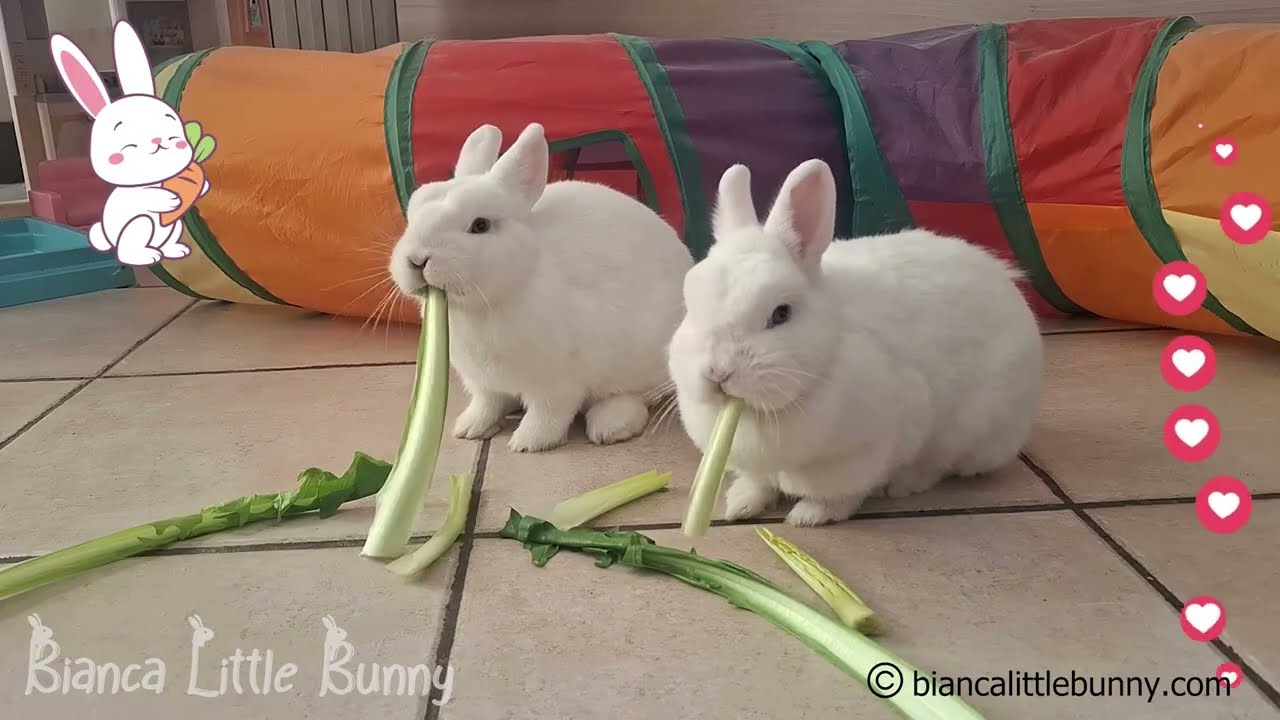 🐰🐰 ASMR | Due Conigliette Nane Bianche fanno Colazione Insieme 🥕💚 | Doppio Relax & Tenerezza
