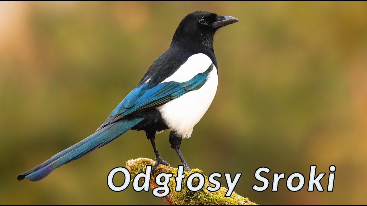Odgłosy sroki - dźwięki jakie wydaje sroka