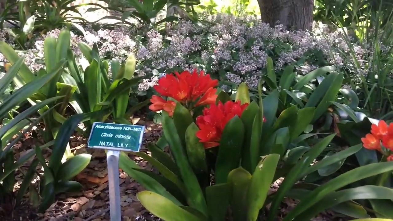 Virtual Garden Tour: Spring Time at SLOBG