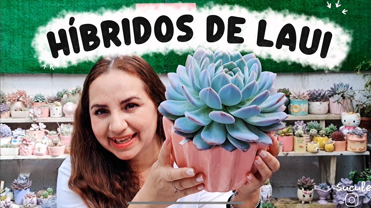 Top 10 Categoría de suculentas Híbridos de Echeveria laui 😍 